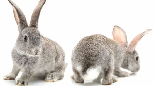 How to give birth to a rabbit: DC Fringe 2017